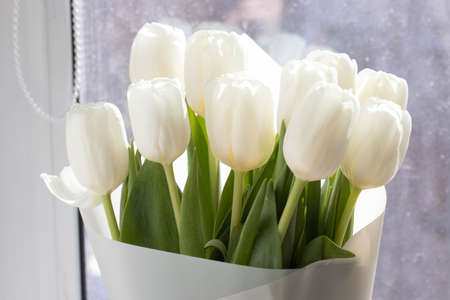 a bunch of white natural tulipsの写真素材