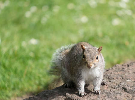 A timid grey squirrel cautiously approaching for food.の写真素材