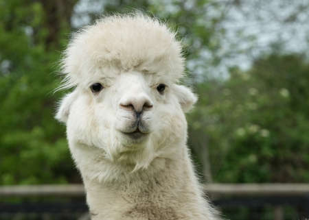 A headshot of a curious, white alpaca.の写真素材