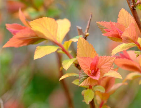 Spirea forest flameの写真素材