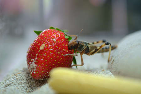 A locust enjoying a strawberry.の写真素材