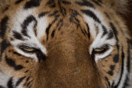 The eyes of the tiger