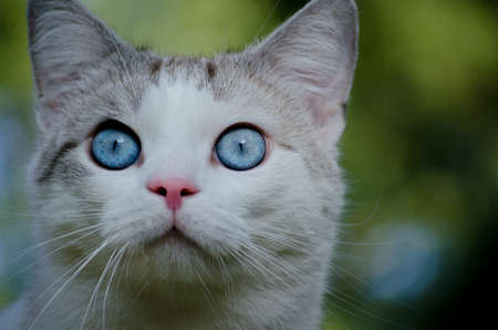 cat with blue eyesの写真素材