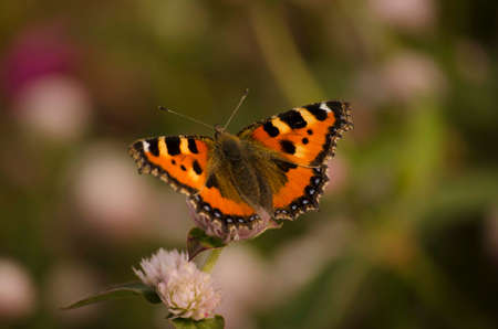 butterfly on the meadowの写真素材