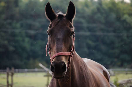 Horse on the meadow