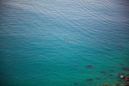 Bird on the beach in Nazare, Portugalの写真素材