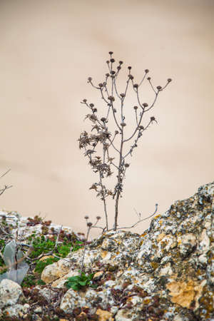 Plant on rocks by the Atlantic ocean, Nazare, Portugalの写真素材