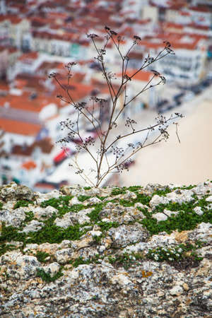 Plant on rocks by the ocean, city view, Nazare, Portugalの写真素材