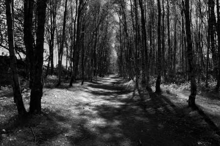 Forest Walkの写真素材