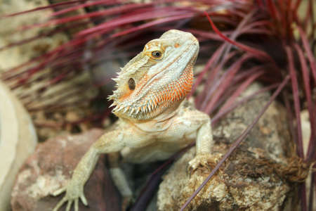 Bearded dragon 3