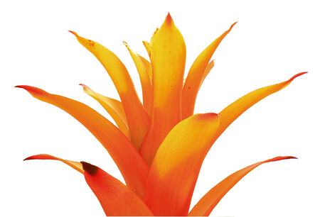 orange leafの写真素材