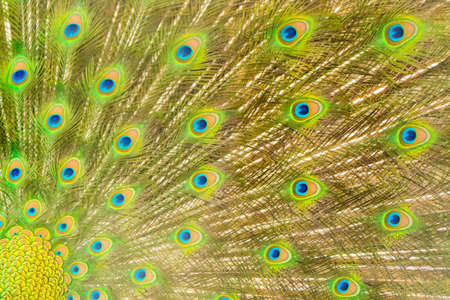 peacock for backgroundの写真素材