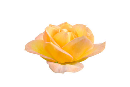 yellow rose on white backgroundの写真素材