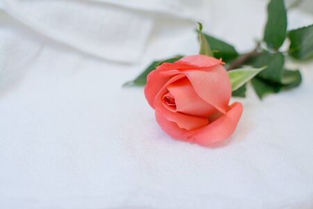 rose on white towelの写真素材