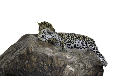 Leopard lyingの写真素材