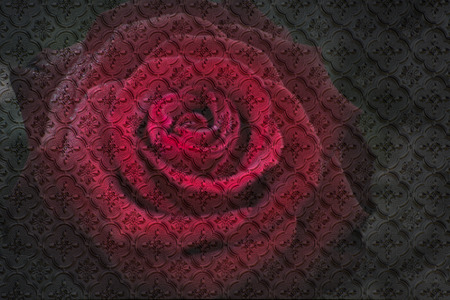 Red rose as patternの写真素材