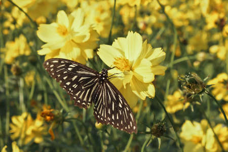 Black and white butterfly perched on a yellow flowerの写真素材