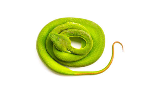 Green pit viper(Asian pit viper) isolated on whiteの写真素材