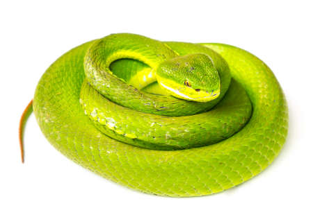 Green pit viper(Asian pit viper) isolated on whiteの写真素材