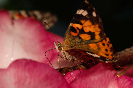 Heliconius longwing butterfly の写真素材