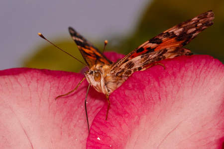 Heliconius longwing butterfly の写真素材