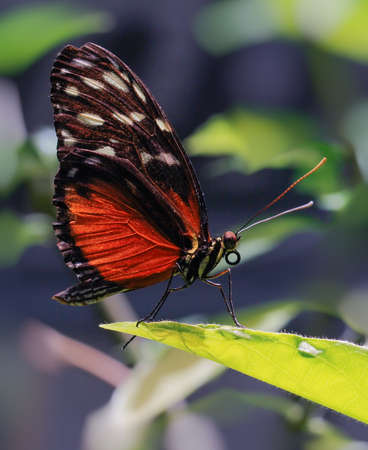 Heliconius longwing butterfly の写真素材