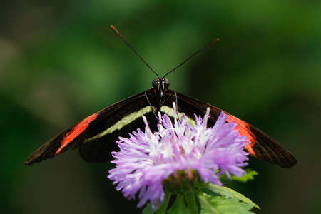 Heliconius longwing butterfly の写真素材