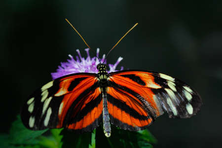 Heliconius longwing butterfly の写真素材