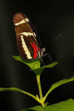 Heliconius longwing butterfly の写真素材