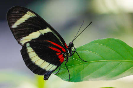 Costa Rican Heliconius long wing butterflyの写真素材
