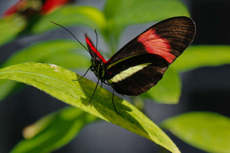 Costa Rican Heliconius long wing butterfly