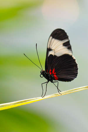 Costa Rican Heliconius long wing butterfly