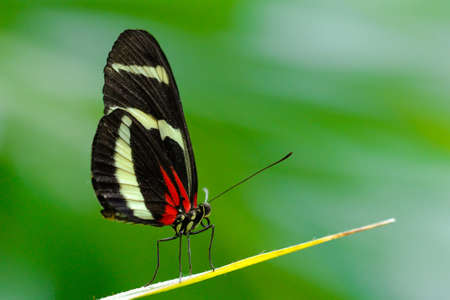 Costa Rican Heliconius long wing butterflyの写真素材