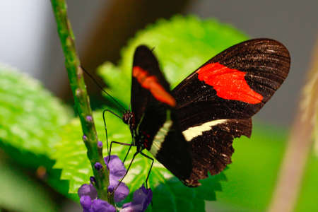 Costa Rican Heliconius long wing butterfly
