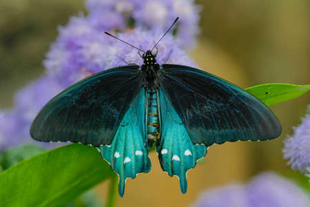Pipevine swallowtail butterfly macro shotの写真素材