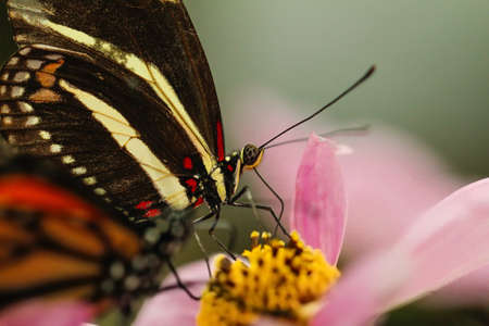 Zebra longwing butterfly on pink flower