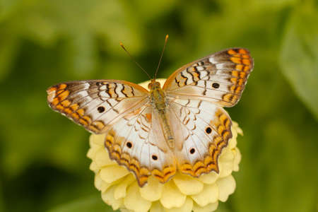 orange white butterfly on white flowerの写真素材