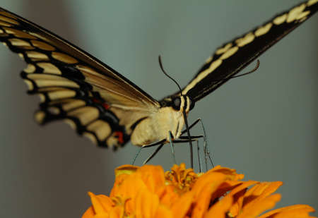 Eastern tiger swallowtail butterfly close up shotの写真素材
