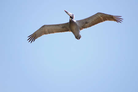 Pelicanの写真素材