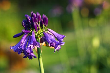 purple flower gardenの写真素材