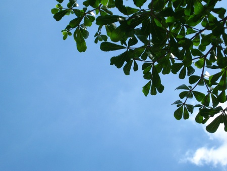 leaves corner