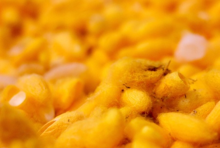 yellow cocoonの写真素材