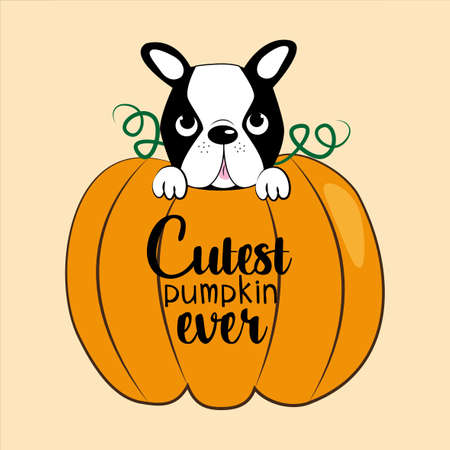 Cutest pumpkin ever-text, with pumpkin and cute Boston terrier, on beige background. Good for textile, t-shirt, banner, poster, print on gift.のイラスト素材