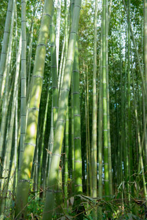 Emerald green bamboo forest presents natural beauty