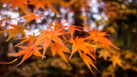 Beautiful red maple leaves bloom in autumn seasonの写真素材