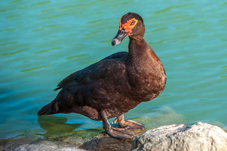 A duck is standing by the lake and staring