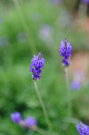 Lavender flowers in the garden, shallow depth of field.