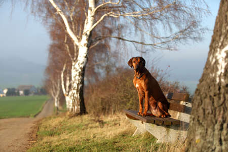 A sitting gundog Rhodesian Ridgebackの写真素材