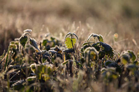 A stinging nettle on a frosty morningの写真素材