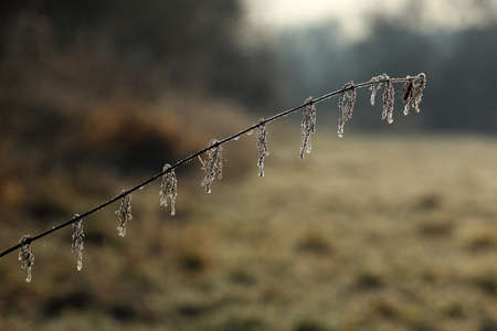 A stinging nettle in wintertimeの写真素材